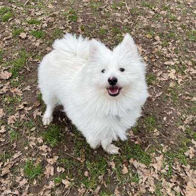 Mischlinge raten - Rätselspaß-Beitrag-Bild