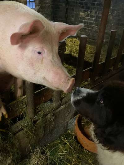 Fotochallenge Nr. 51 "Euer Hund mit anderen Tieren"-Beitrag-Bild