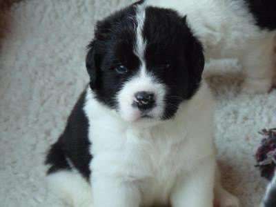 Welpen Bilder !-Beitrag-Bild