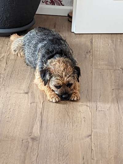 Border Terrier-Beitrag-Bild