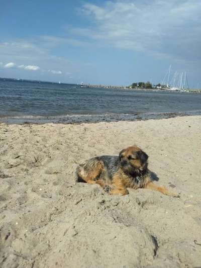 Border Terrier-Beitrag-Bild
