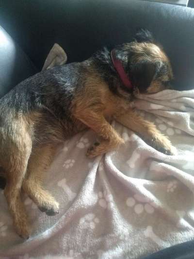 Border Terrier-Beitrag-Bild