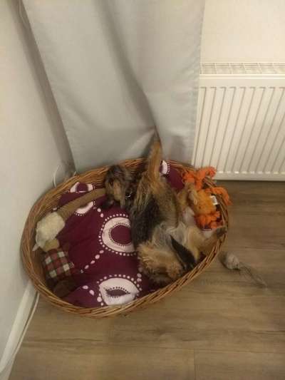 Border Terrier-Beitrag-Bild