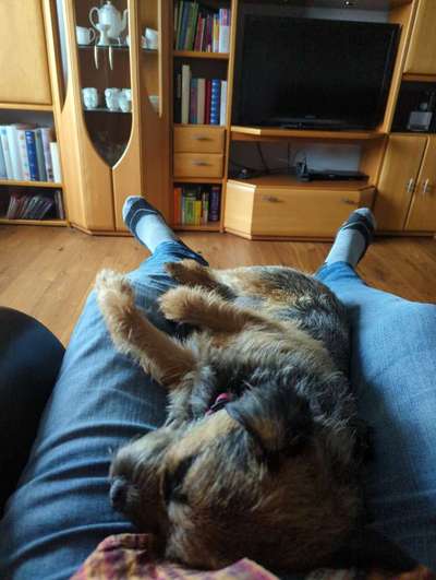 Border Terrier-Beitrag-Bild