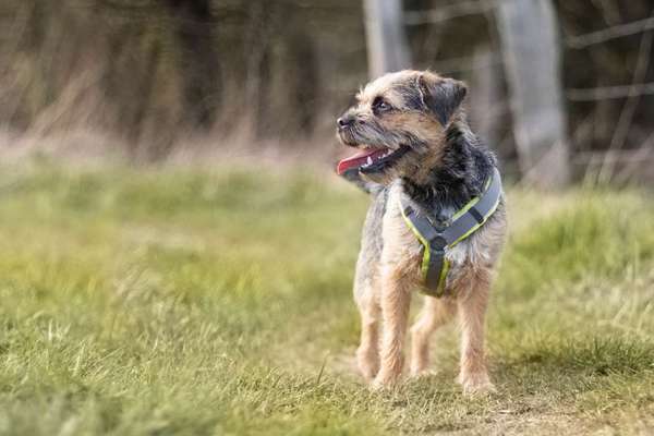 Border Terrier-Beitrag-Bild