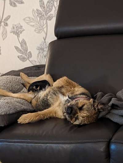 Border Terrier-Beitrag-Bild