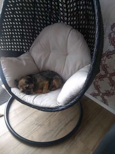 Border Terrier-Beitrag-Bild