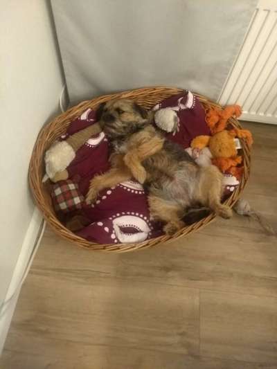 Border Terrier-Beitrag-Bild