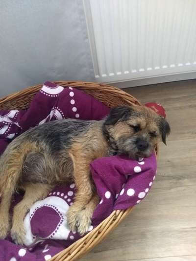 Border Terrier-Beitrag-Bild