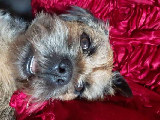 Border Terrier-Beitrag-Bild