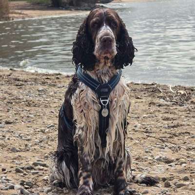 Hundetreffen-Spaziergang Wegbegleiter-Bild