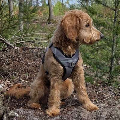 Hundetreffen-Frieda sucht Begleitung für Spaziergänge und Spielspaß-Bild
