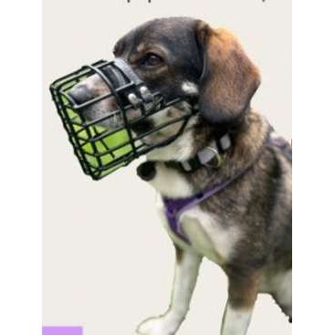 Akzeptanz Maulkorb-Beitrag-Bild