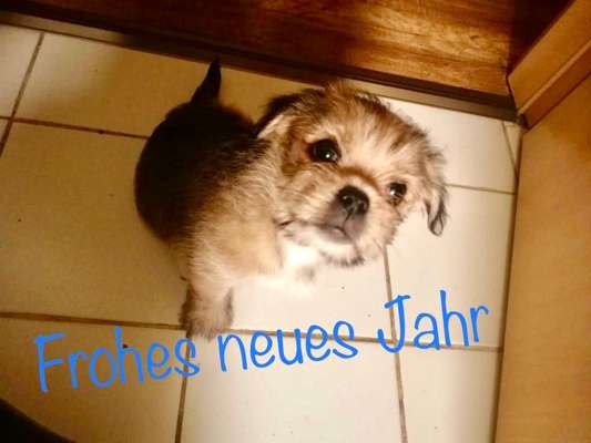 Welpen Bilder !-Beitrag-Bild