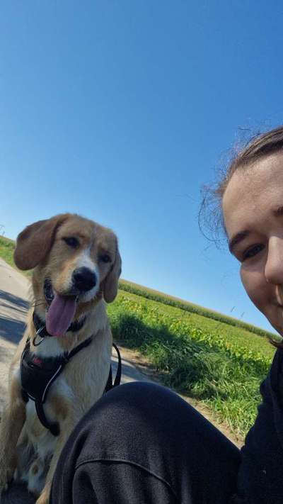 Hundetreffen-Gassirunden mit Spiel und Spaß-Bild