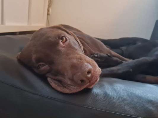 Zeigt eure verrücktesten Hundebilder-Beitrag-Bild