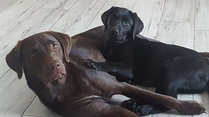 Die Dogorama Kalender Challenge Titelbild-Beitrag-Bild