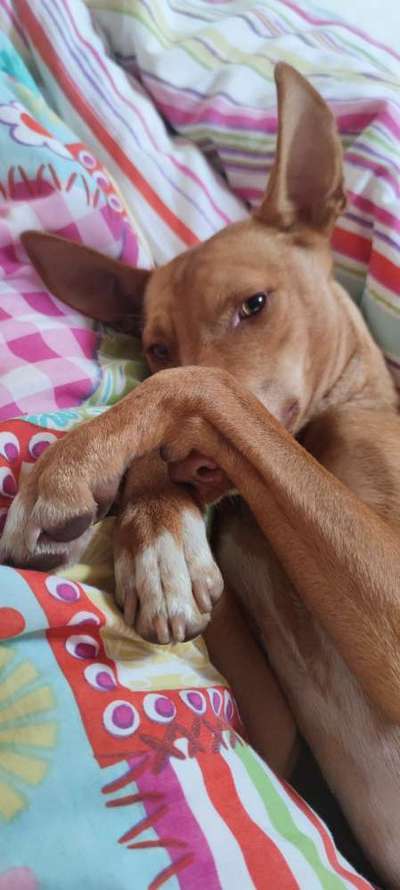 Podencomischling oder Podenco-Beitrag-Bild