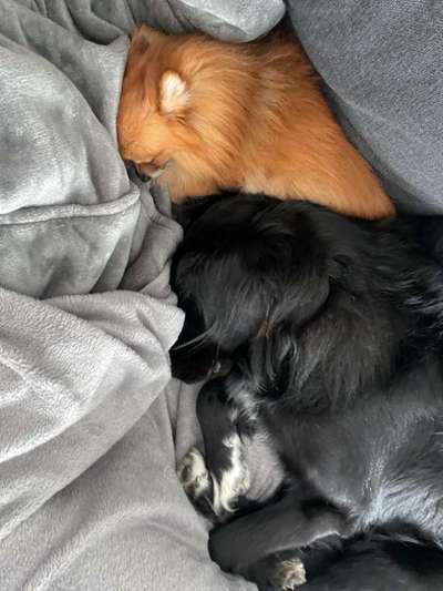 Beißattacke - 2. Hund stirbt-Beitrag-Bild