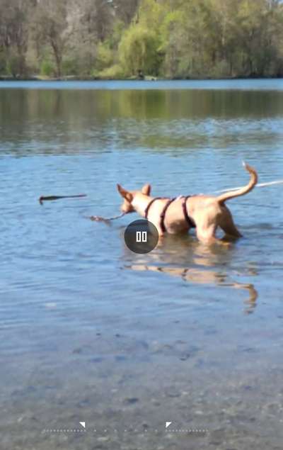 Podencomischling oder Podenco-Beitrag-Bild