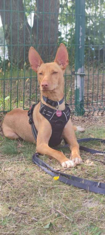 Podencomischling oder Podenco-Beitrag-Bild