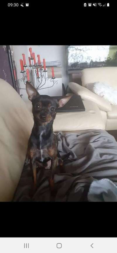 Prager Rattler-Beitrag-Bild