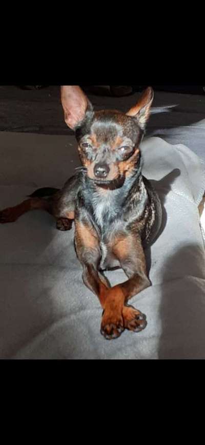 Wo sind die Zwergpinscher?-Beitrag-Bild