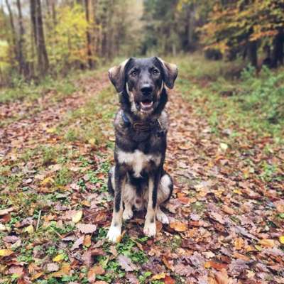 Hundetreffen-Gassi-/ Spieltreffen-Bild