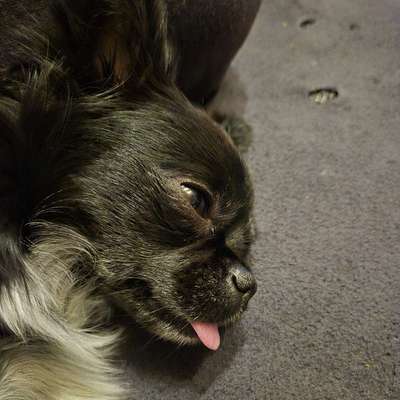 Hundetreffen-Ganderkesee-Bild