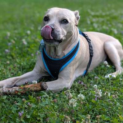Hundetreffen-Gassi- Spielrunde-Bild