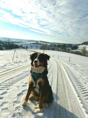 Hundetreffen-Spiel und Spaß, in der Nähe von Schwäbisch Hall-Bild