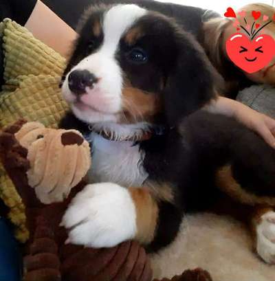 Welpen Bilder !-Beitrag-Bild