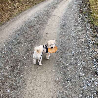 Hundetreffen-Spielen & toben-Bild