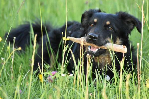 Die Dogorama Monats Challenge "Es grünt und blüht"-Beitrag-Bild