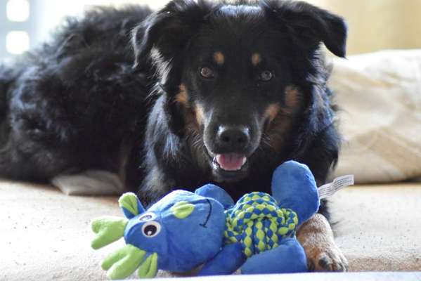 Mudi - Gibt es hier noch weitere ungarische Paprikas?-Beitrag-Bild