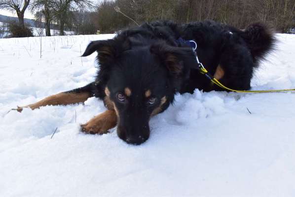 Die Dogorama Kalender Challenge Teil 2/4-Beitrag-Bild