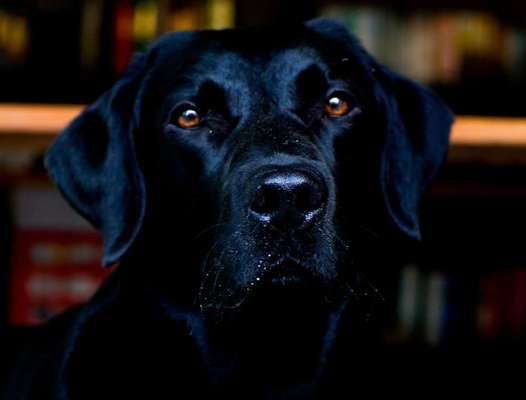 Fotochallange Nr. 57     PORTRÄT.   Beendet!!!!!!!!-Beitrag-Bild