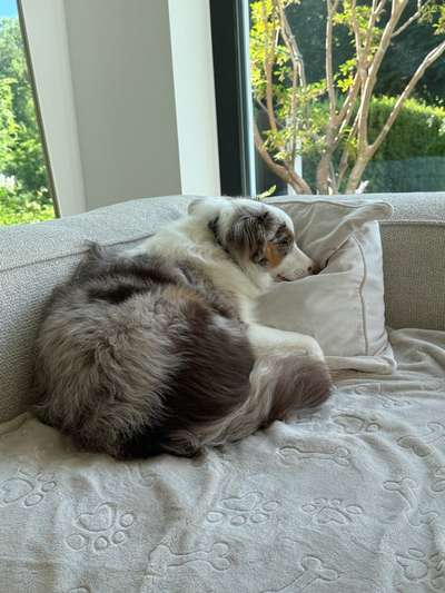 Hundetreffen-Mini Aussie Hündin (8 Monate) sucht einen Spielgefährten-Bild