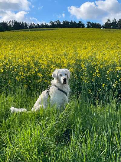 Golden Retriever-Beitrag-Bild
