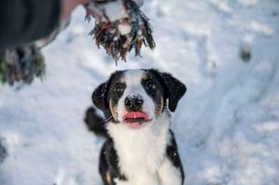 Hundetreffen-Treffen zum Spielen/Spazieren gesucht :)-Bild