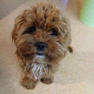 Hundetreffen-Spaziergang mit Welpen-Bild