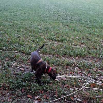 Hundetreffen-Junghunde-Treffen-Bild