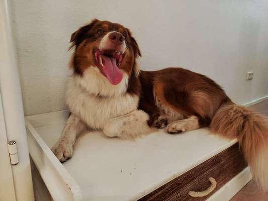 Fotosammlung: ,,Der natürliche Hund" Unbearbeitet, ungestellt und in Natura-Beitrag-Bild