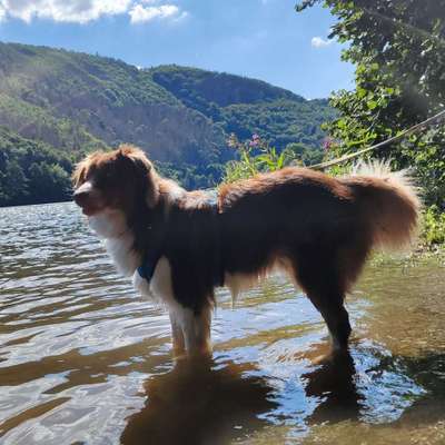 Hundetreffen-Gassi- und Spielerunde in 52428-Bild