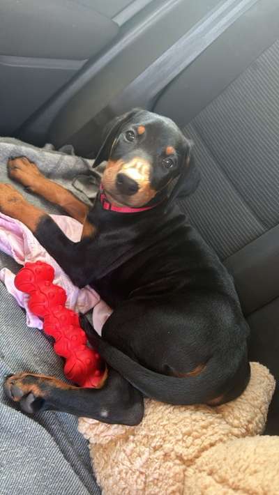 Rhodesian Ridgeback-Beitrag-Bild