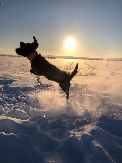 Die Dogorama Kalender Challenge Titelbild-Beitrag-Bild