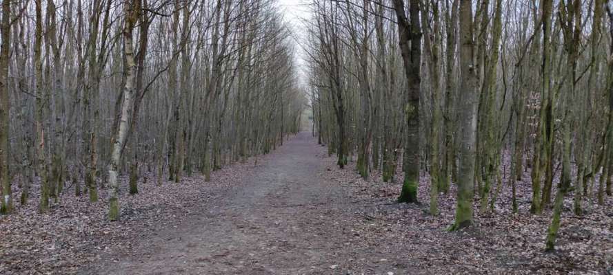 Hundeauslaufgebiet-Hundeauslauf Scharbeutz (Wald)-Bild