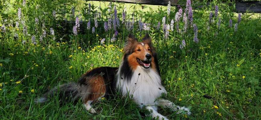 Fotochallange 63: "Dein blühendes Hündchen"-Beitrag-Bild