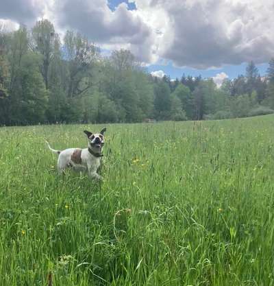 Hundetreffen-Gemeinsames Gassi gehen und toben-Bild