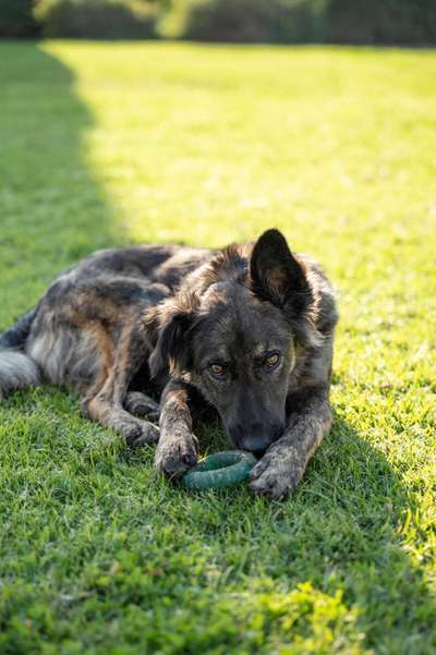 Hundetreffen-Gemeinsame Gassi-/Spielrunden-Bild